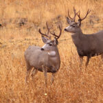 Why Wyoming Game and Fish Should Have Fed Deer This Winter